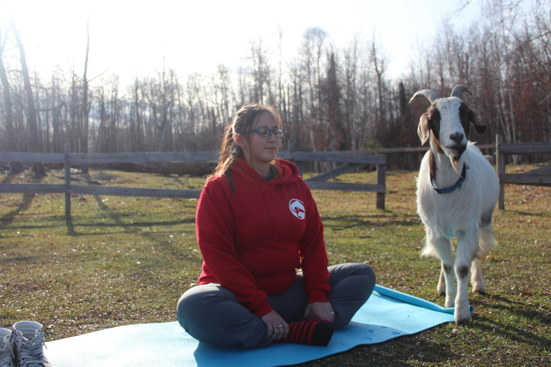Picture of a woman doing yoga with a goat